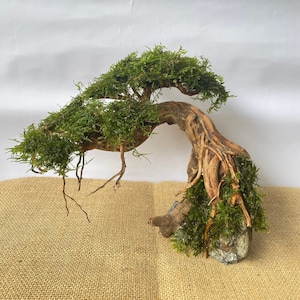 Può includere: Un bonsai ricoperto di muschio con un tronco e radici curvi e nodosi. L'albero è esposto su una superficie di juta marrone.