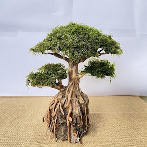 Può includere: Un albero di muschio in miniatura con un tronco spesso e nodoso e radici che crescono da una roccia. L'albero ha tre rami con fogliame di muschio verde.