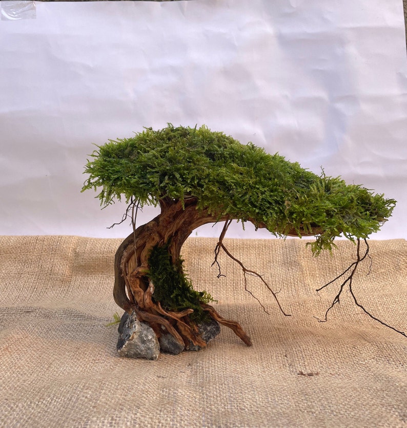 Aquarium Driftwood Moss Aquascape Bonsai Mini Drift Wood Etsy
