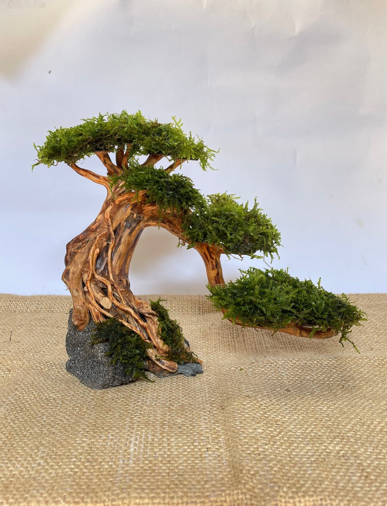 Aquarium Moss Driftwood bonsai tree , weeping java moss drift wood bonsai mini terrarium, aquascape rock decorations, reptile habitat decor image 1