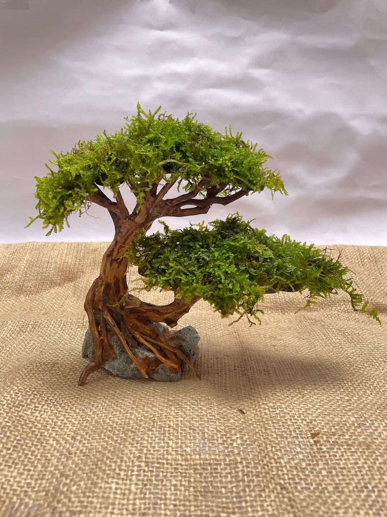 Driftwood Bonsai Tree Aquarium Java Moss Drift Wood Bonsai Etsy