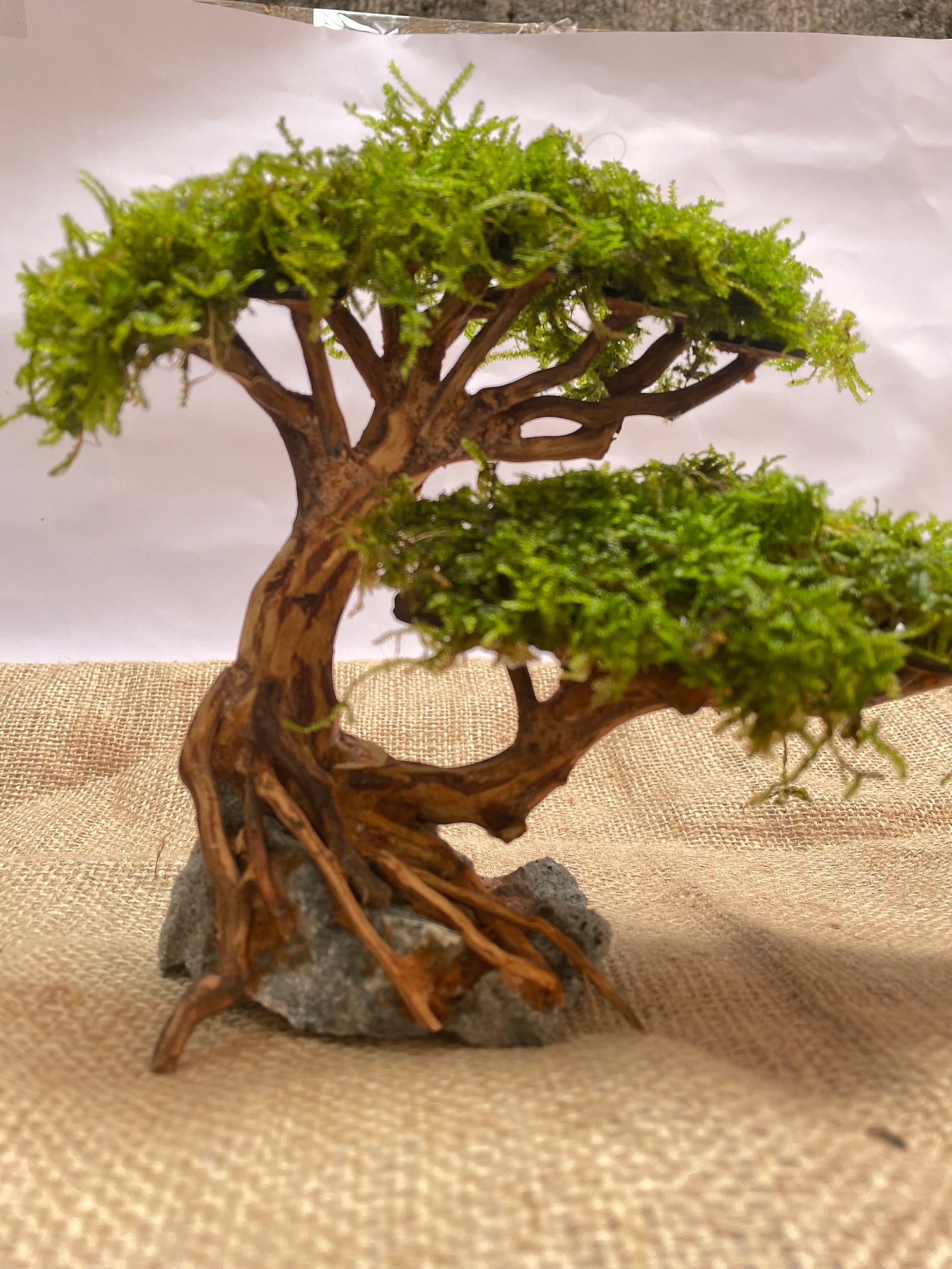 Driftwood Bonsai Tree Aquarium, Java Moss Drift Wood Bonsai, Terrarium