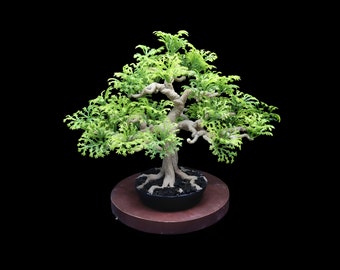 Bonsai tree indoor table plants, aquarium decor terrarium aquascape decorations ,plants table,  reptile habitat decor, coffee table decor