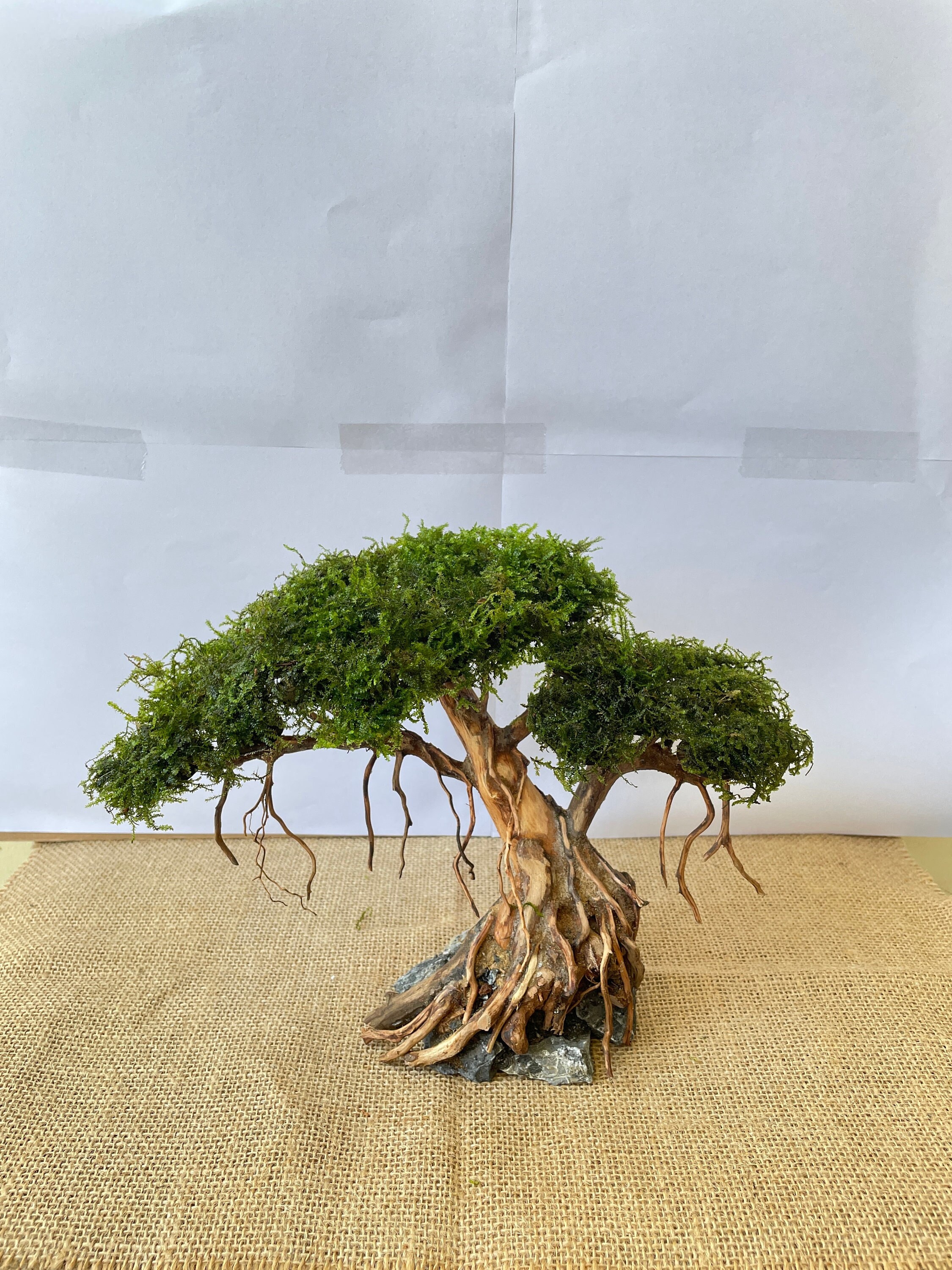 bonsai a pine tree Norfolk Island Pine Bonsai Tree main image 1