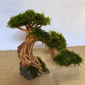 Aquarium Moss Driftwood bonsai tree , weeping java moss drift wood bonsai mini terrarium, aquascape rock decorations, reptile habitat decor image 2