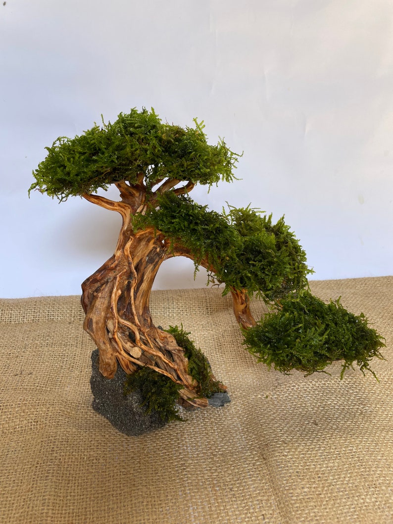 Aquarium Moss Driftwood bonsai tree , weeping java moss drift wood bonsai mini terrarium, aquascape rock decorations, reptile habitat decor image 2