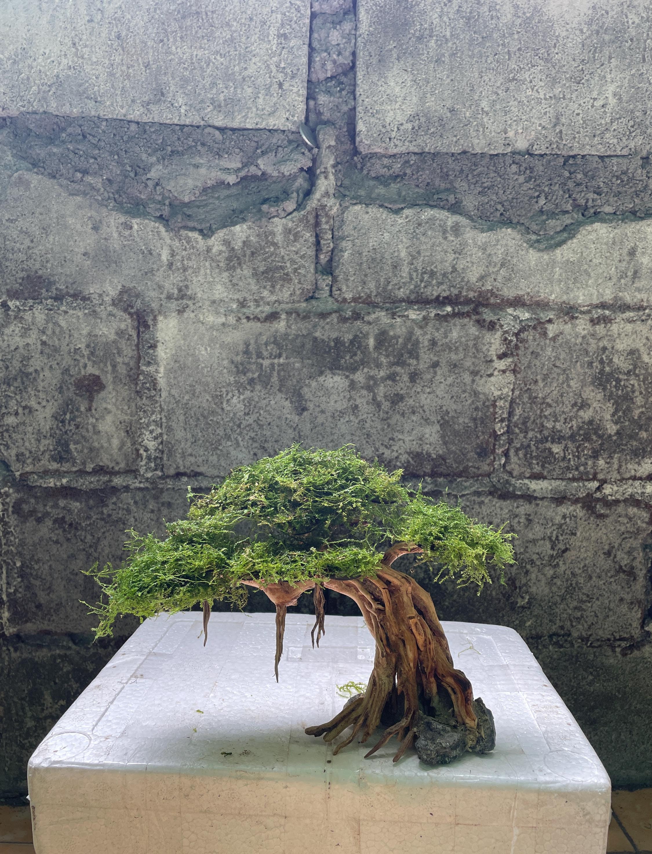 Aquarium Driftwood Moss, aquascape spider wood, drift wood root bonsai java moss, terrarium aquarium decorations, reptile habitat decor