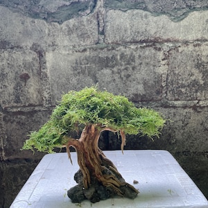 Può includere: Un albero bonsai in miniatura con fogliame di muschio verde e un tronco di legno marrone nodoso. L'albero è seduto su una superficie bianca.