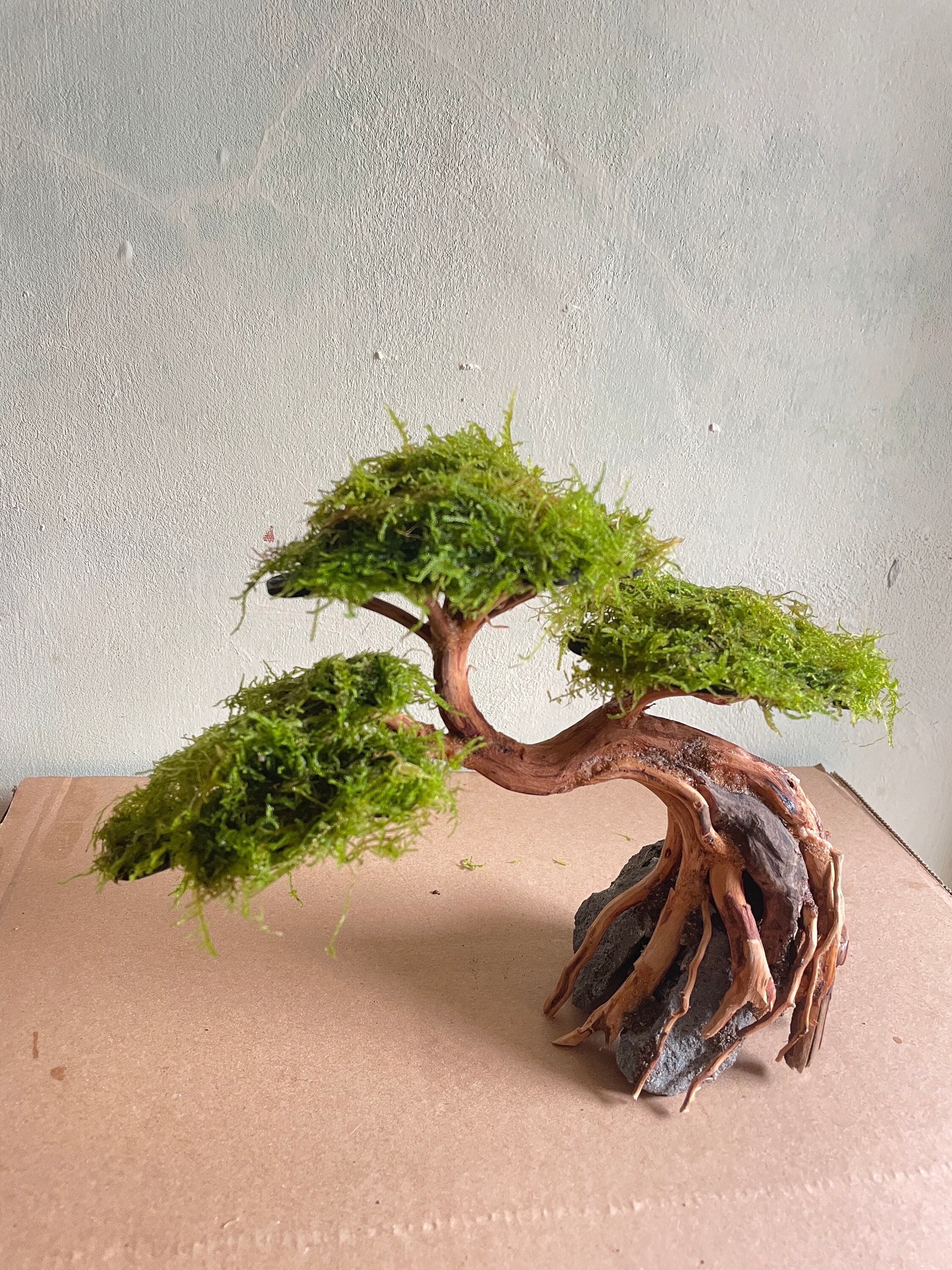 Living Moss - Sheet Moss Perfect for Terrariums and Bonsai by HetayC | Live  Arrival is Guaranteed