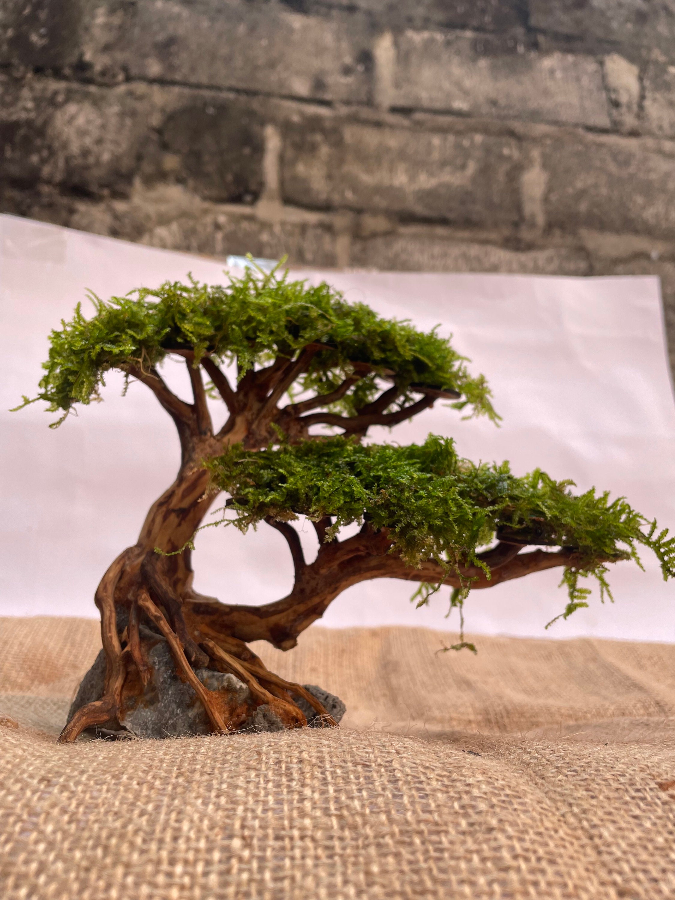 Live Moss Bonsai Tree – Moss Acres