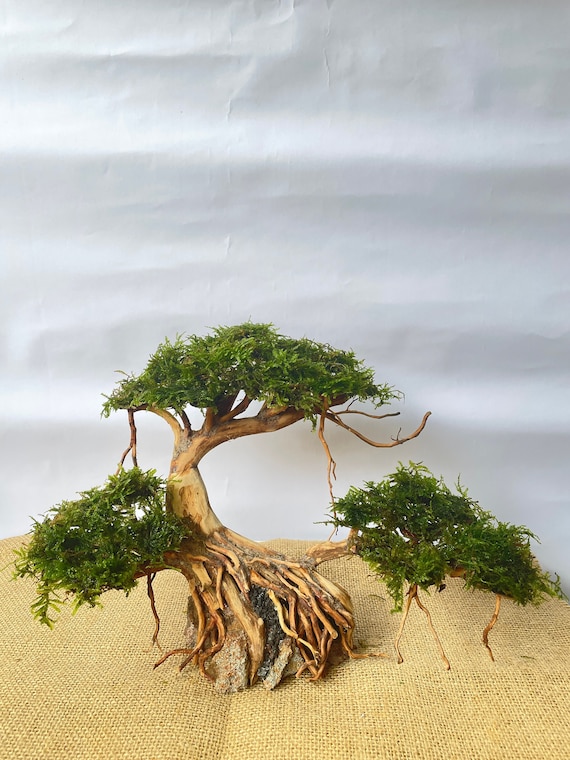 Aquascape Bonsai Tree Wite Moss Driftwood Bonsai, Terrarium Aquarium  Decorations , Reptile Habitat Decor Tank - Etsy