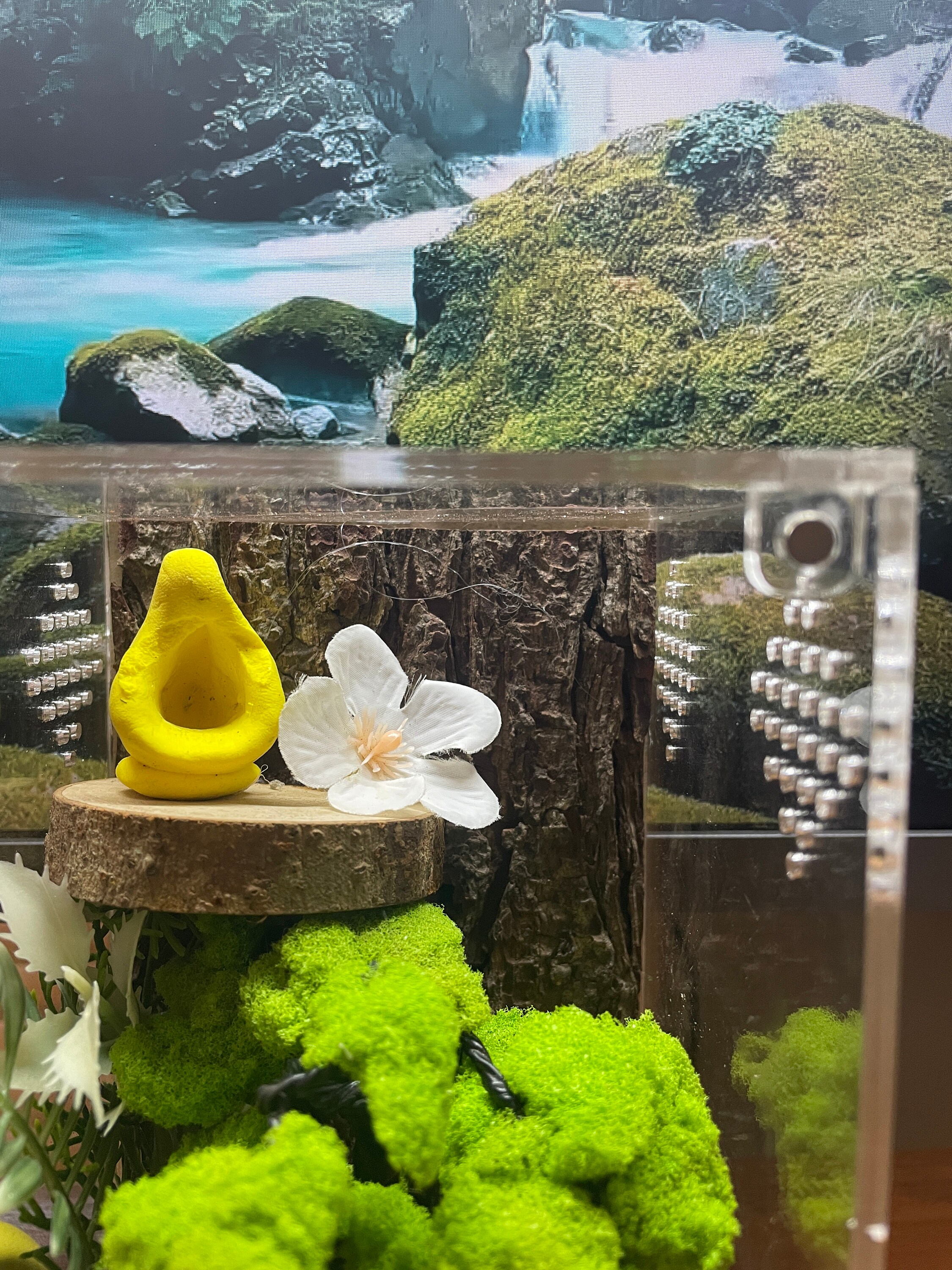 Dayysiuy Spinnen Terrarium | Moos-Springspinnen Terrarium Mit Magnethalterung Landschaftsversteck Fuer Froesche, Kleintiere Im Unterricht, Zur Eidechsenfuetterung, Fuer Heimgeckos Und Zum Erforschen Von 102630795