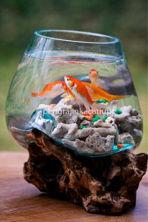 Glass Wood Terrarium Glass Vase on Root Wood Large Terrarium Etsy