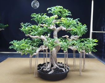 Bonsai tree indoor table plants, terrarium aquarium aquascape decorations ,plants table,  reptile habitat decor, coffee table home decor