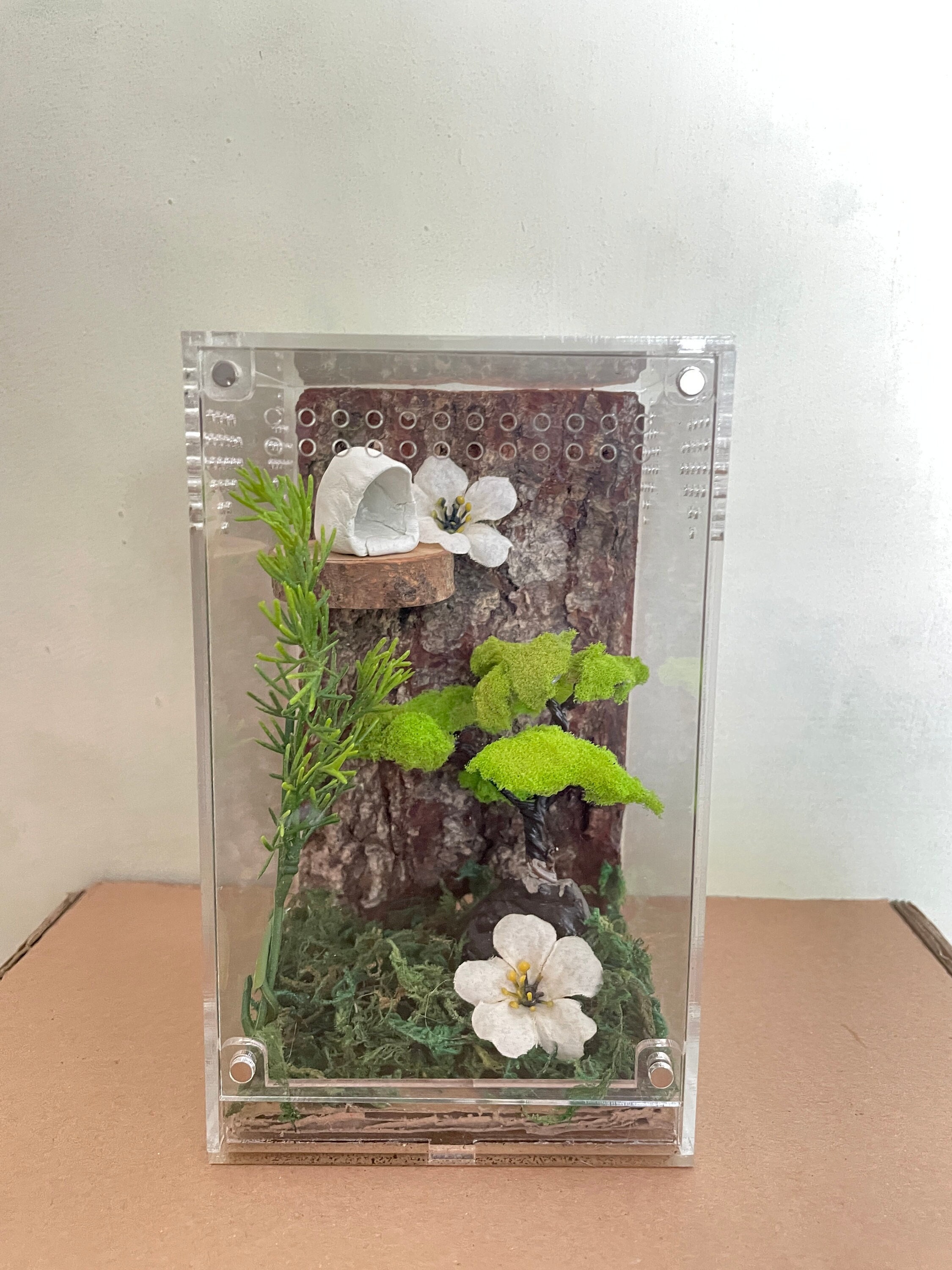 Springspinnen-Gehege Bonsai Moos 4x4x7 Spinnenhaus Kit, Spinnenbecken Terrarium, Spinnen Lebensraum Zubehör, Spinnentier Lebensraum Dekor