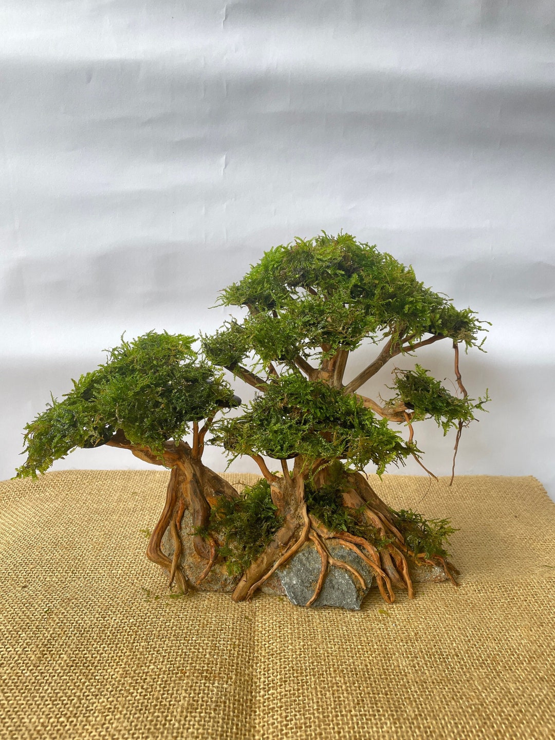 Driftwood Bonsai Tree Live Moss, Aquarium Java Moss Drift Wood Bonsai