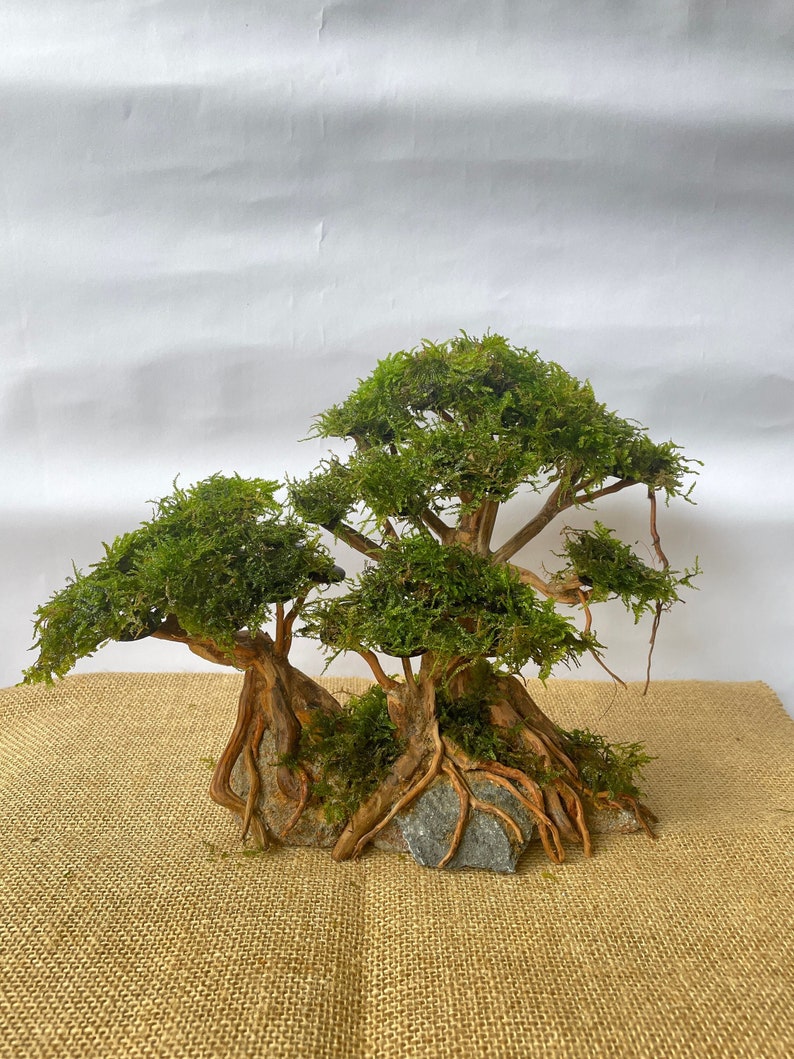 Driftwood Bonsai Tree Live Moss Aquarium Java Moss Drift Wood Etsy