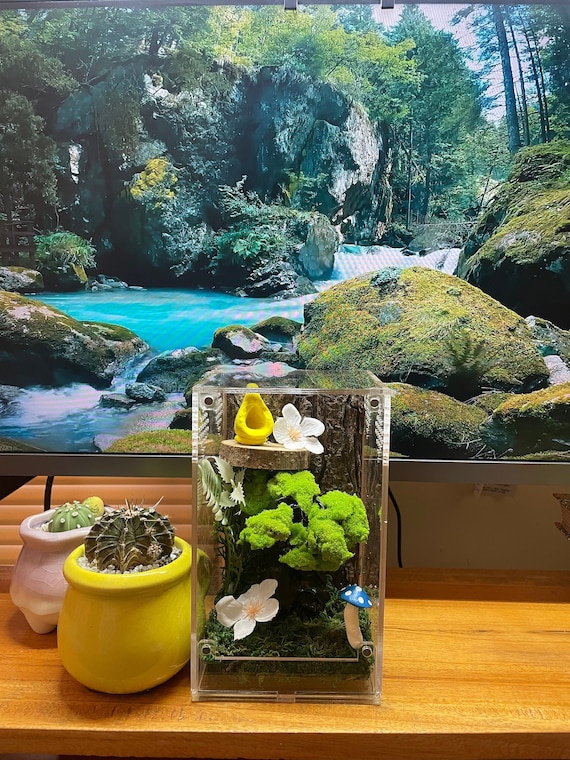 Jumping Spider Enclosure Kit Bonsai Moss 4x4x7 Spider House, Spider Tank  Terrarium , Spider Habitat Accessories, Arachnid Habitat Decor - Etsy UK