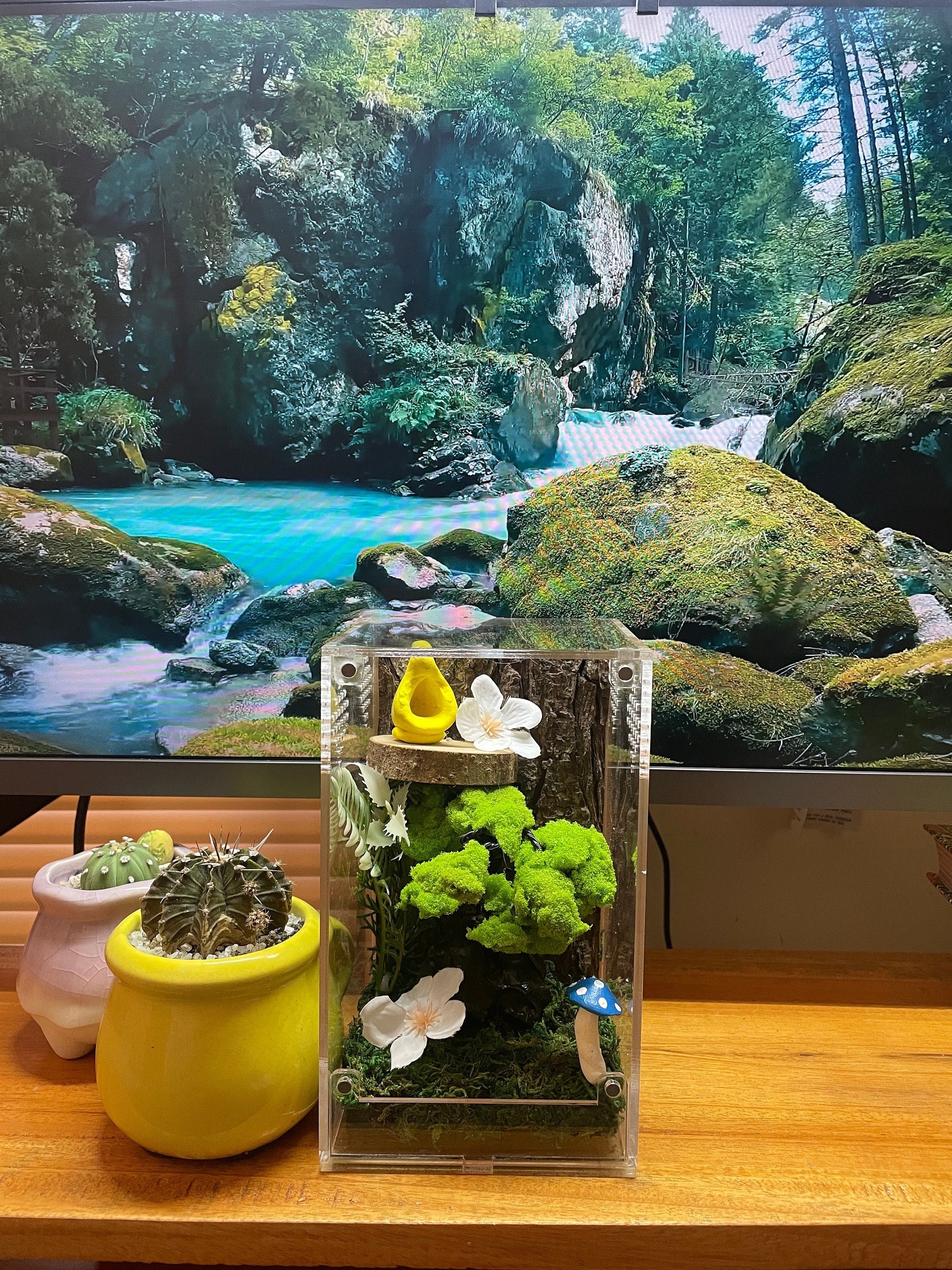 Jumping Spider Enclosure Kit Bonsai Moss 4x4x7 Spider House