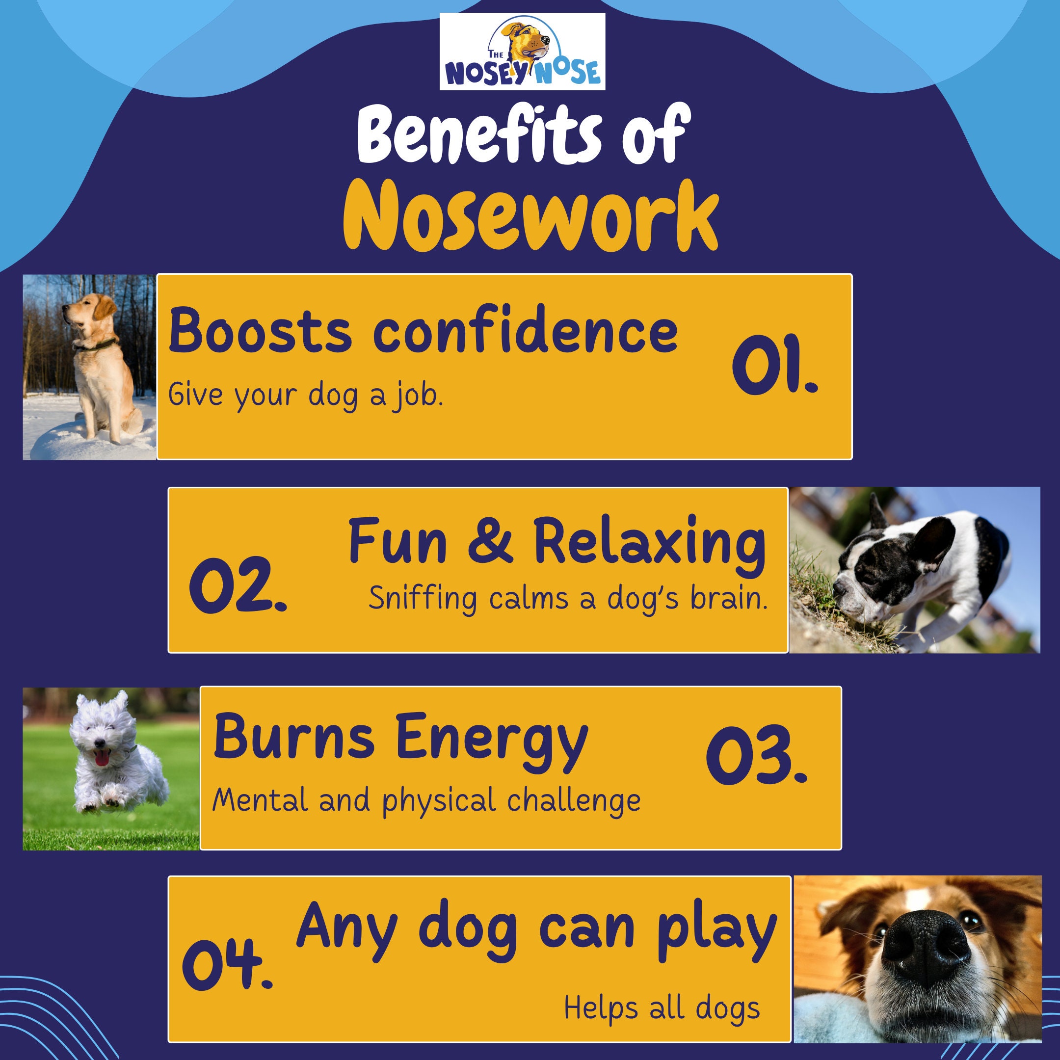 The Nosey Nose: Nosework Training Kit for Dogs Scent Work Kit Puzzle Brain  Games 