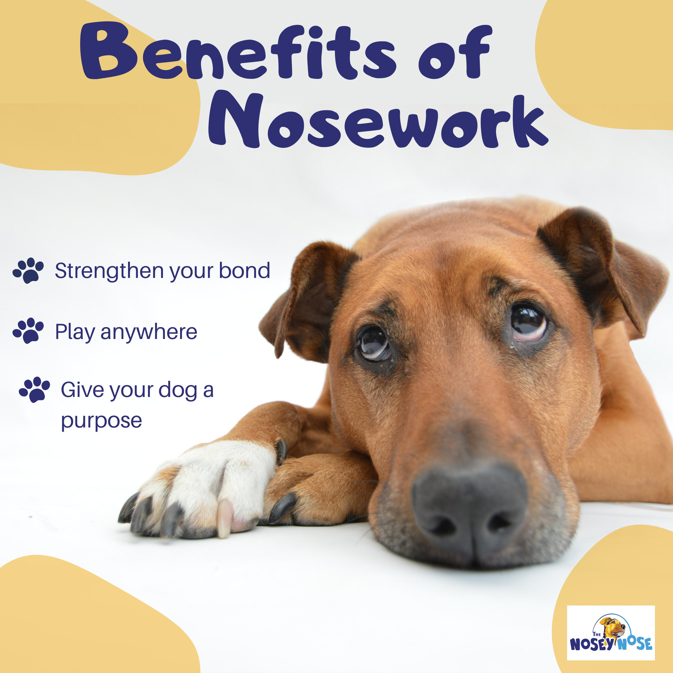 The Nosey Nose: Nosework Scentwork Training for Dogs Puzzle Brain Games,  Anise Scent (Zipper Pouch)
