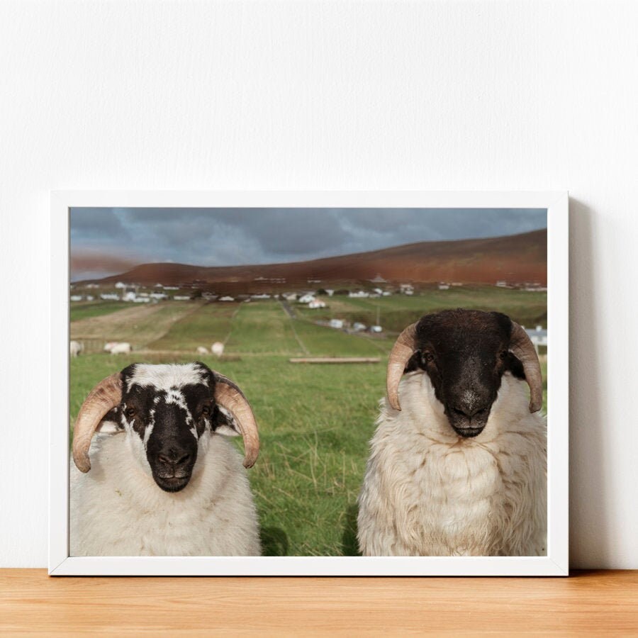 Two Sheep Print Irish Print Wall Art Download Digital Etsy