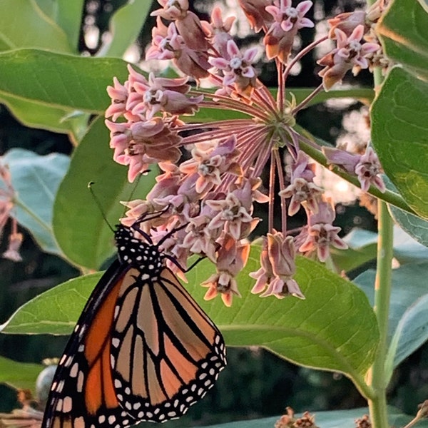 Asclepias, Common Milkweed, Monarch Butterfly Host, Free Shipping, 100+ seeds