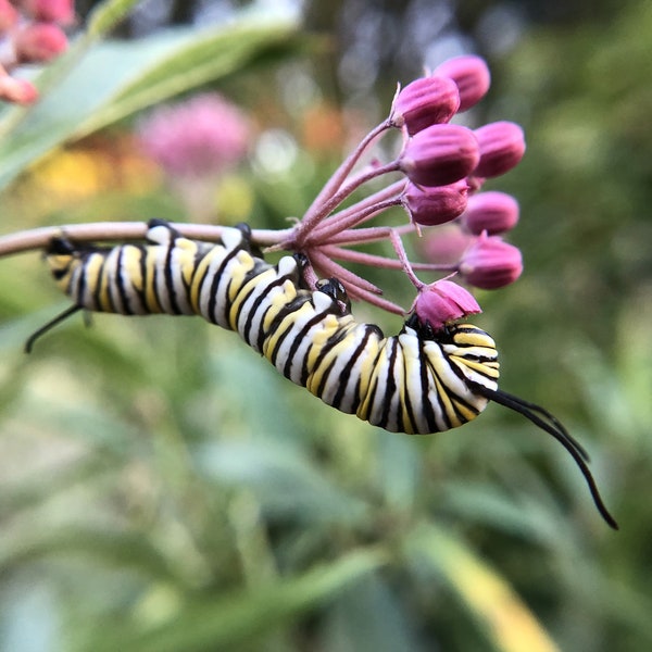 Rose Milkweed, Swamp Milkweed, Cinderella Milkweed, Red Milkweed, Monarch Butterfly Host, ~50-75 seeds