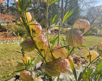 Hairy Balls, Gomphocarpus Physocarpus, Balloon Milkweed, Milkweed Seeds, Monarch Butterfly Host, 50-75+ Seeds