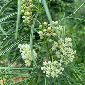 Whorled Milkweed, Asclepias Verticillata, Monarch Butterfly Host, ~50 seeds