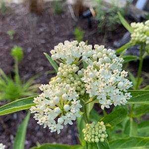 Asclepias Perennis, white Swamp Milkweed, Ice Ballet, Monarch Butterfly Host, ~100+ seeds
