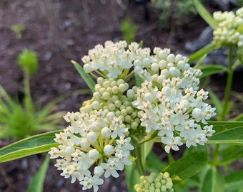 Asclepias Perennis, white Swamp Milkweed, Ice Ballet, Monarch Butterfly Host, ~100+ seeds