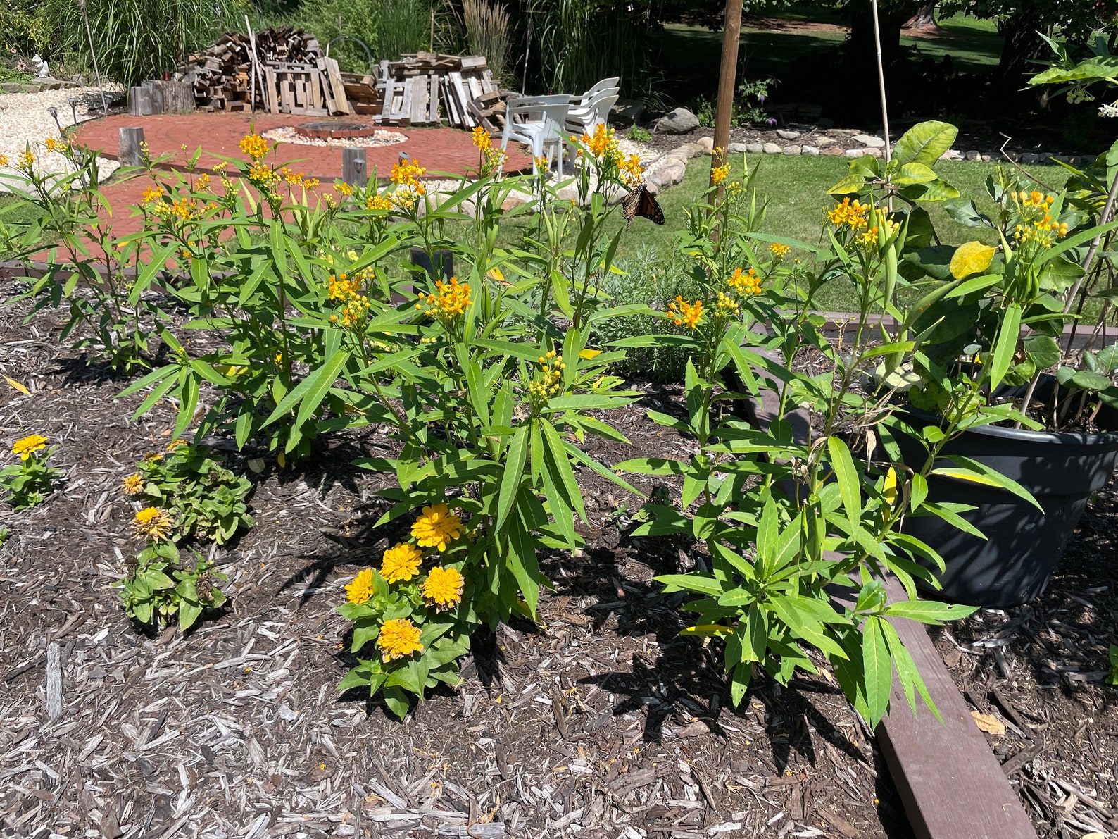 Hello Yellow Butterfly Weed, Yellow Milkweed, Tuberosa, Milkweed Seeds