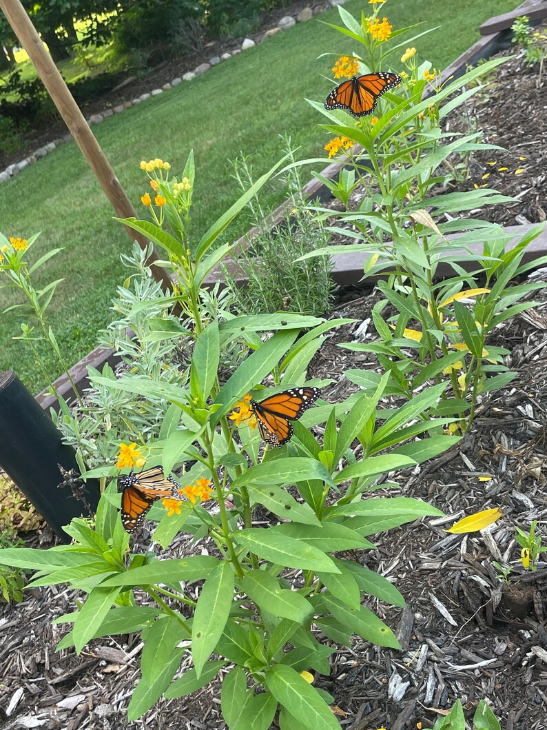 Hello Yellow Butterfly Weed, Yellow Milkweed, Tuberosa, Milkweed Seeds