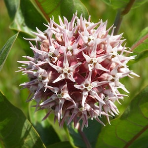 Showy Milkweed, Asclepias speciosa, Monarch Butterfly Host, ~50-75 seeds