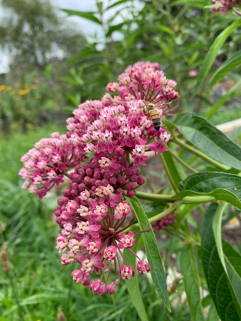 Rose Milkweed Swamp Milkweed Cinderella Milkweed Red - Etsy