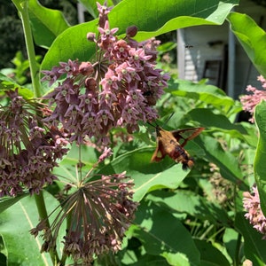 Bulk Seeds, 1500+ seeds, Common Milkweed, Asclepias Syriaca, Monarch Butterfly
