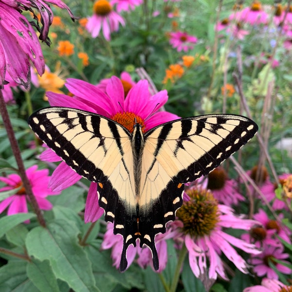 Purple Coneflower, Echinacea Purpurea, Native, Medicinal, Endangered, Ottoe Skipper, 100 seeds