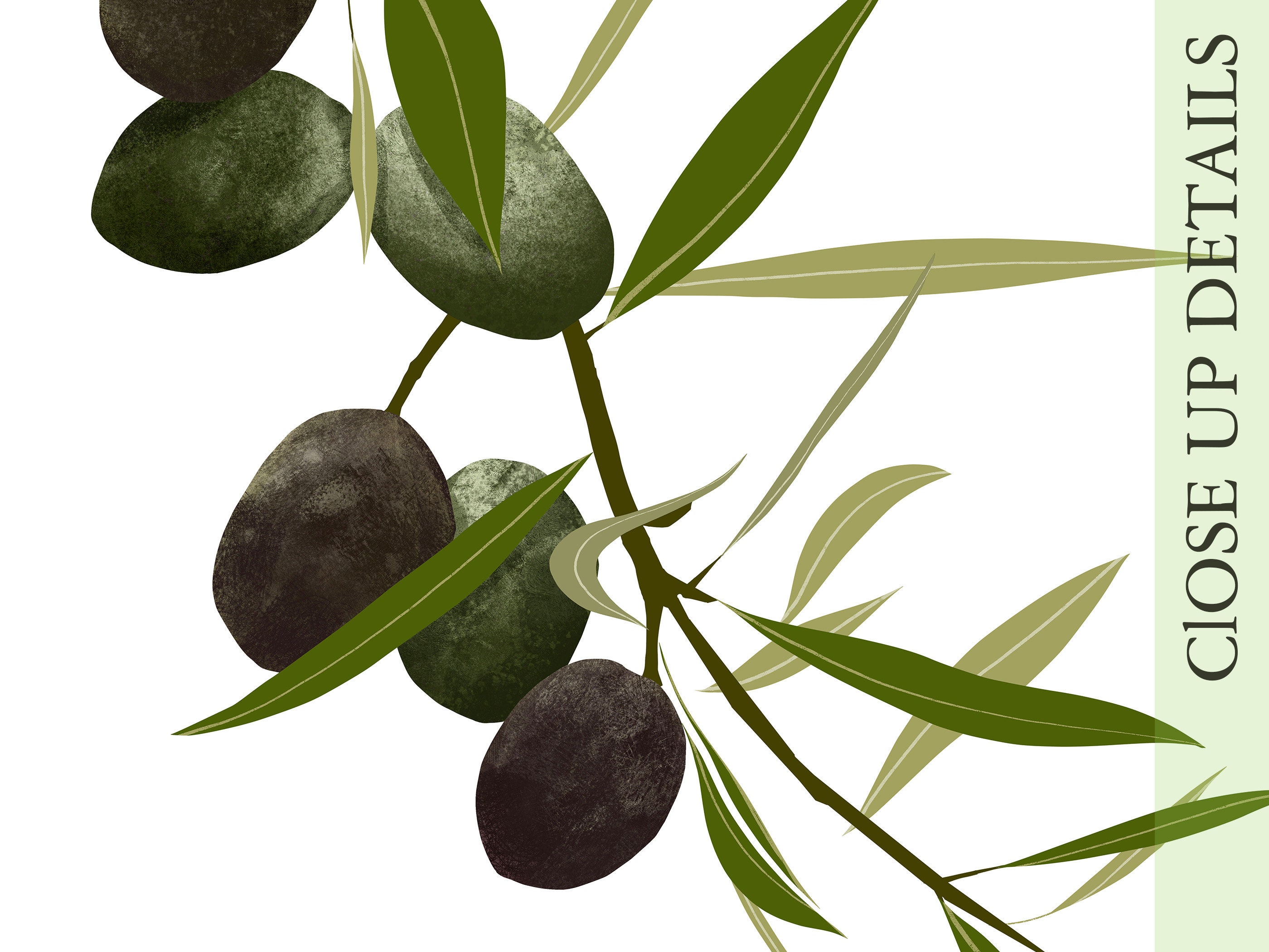 Green Wall Art, Olive Tree Art, Olive Botanical Print, Olive Poster