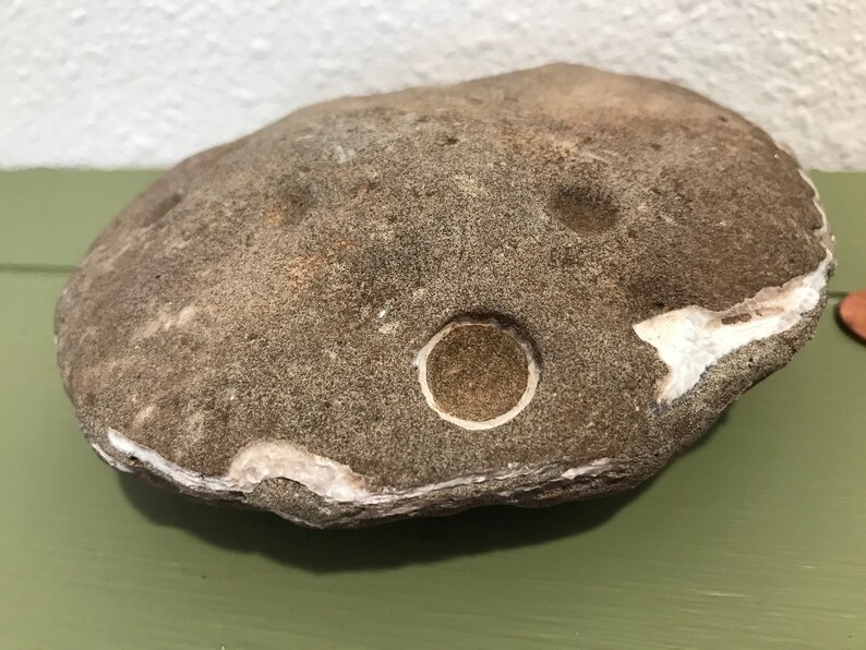 Large Cockle Shell Fossil Rock Oregon Pacific Coast Beach Etsy