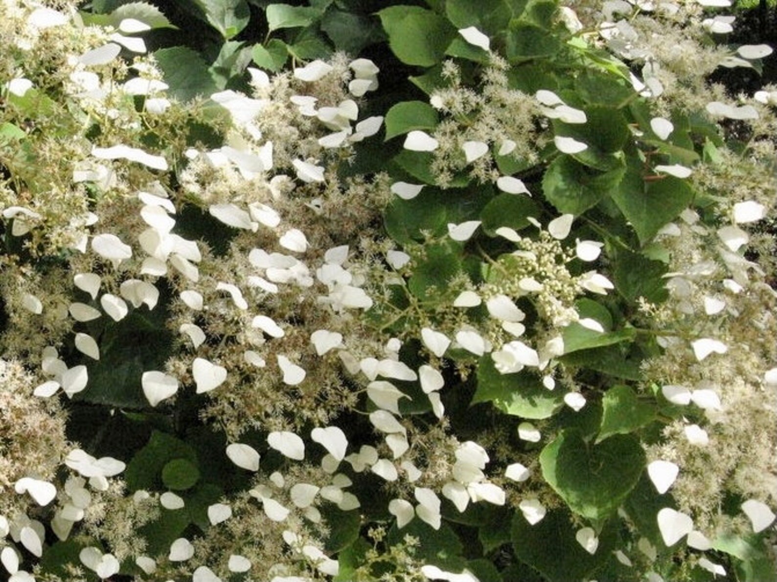Japanese Climbing Hydrangea Moonlight Potted Etsy