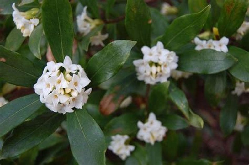 Eight Fragrant Tea Olive Evergreen Shrub/Tree Fresh Cuttings Etsy