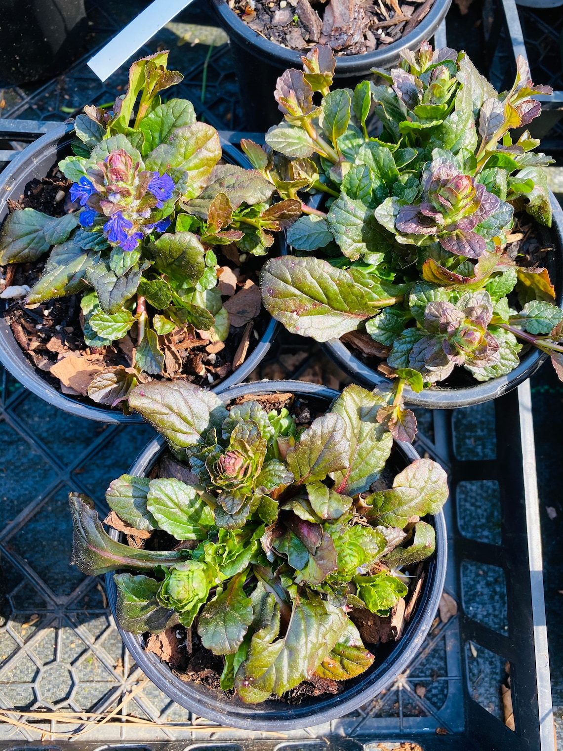 6 Ajuga Chocolate Chip Perennial Ground Cover Etsy