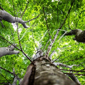 May include: Low-angle shot of trees with green leaves. The tree trunks are gray and brown, with some branches extending towards the top of the frame. The leaves are a vibrant green, creating a canopy.