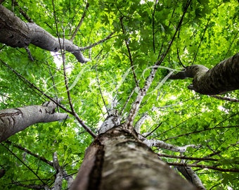 Outdoor Photography thats printable. Instant Digital Download Photo New Perspective Green Leaves tree branches in the forrest.