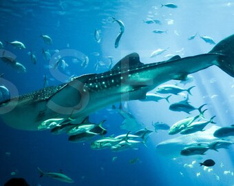 Beautiful Underwater Scene Whale Shark swimming Marine Life Photography Instant DownLoad for Print Blue Sea Scuba Diving Printable Wall Art