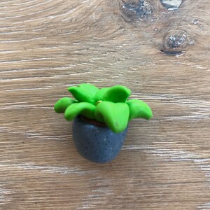 May include: A small green succulent plant in a gray pot with a speckled finish. The plant is sitting on a light brown wooden surface.