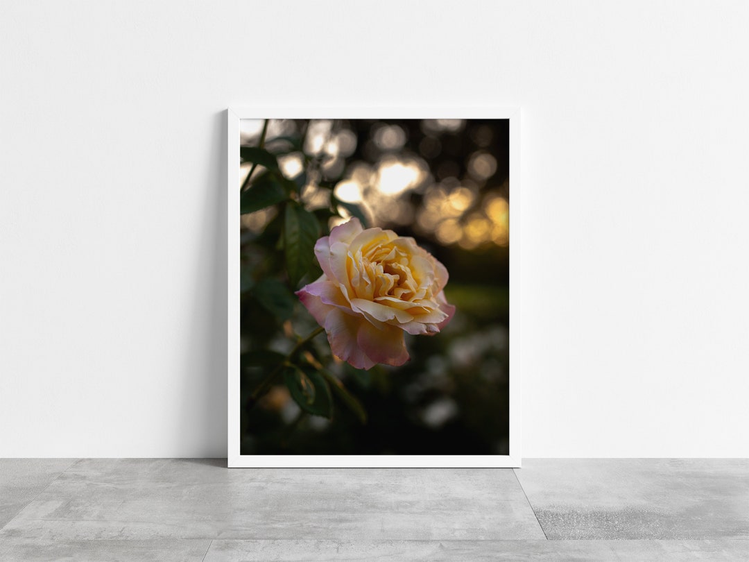 Garden Rose Photography Print | Moody Floral Wall Art (digital Download ...