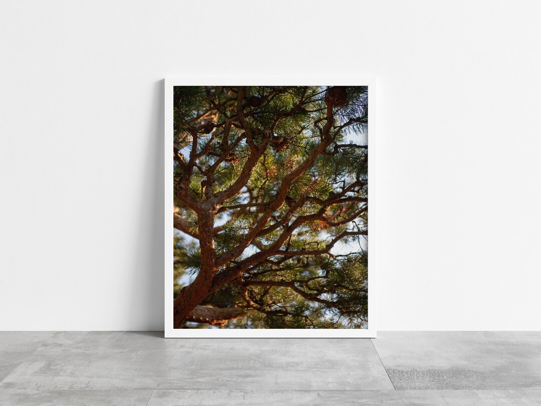 Tree Priint Pine Tree Print | Branches | Color Photography Prints | Forest ...