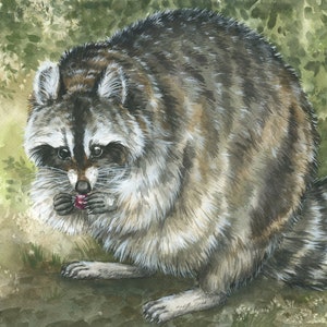 Pittura ad acquerello originale di procione · Acquarello · Arte · Arte da parete · Decorazione da parete · Grafica mista · Guazzo · Canada · Animale · Disegno